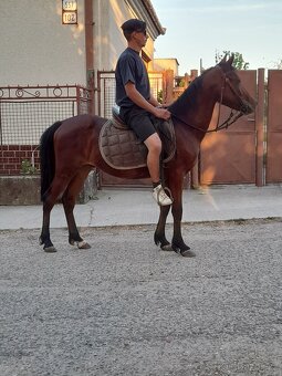 Predam sportovy welsh pony valach - 4