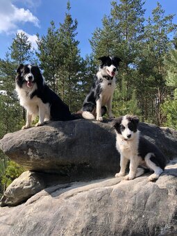 Daruji psa Border kolie - 4