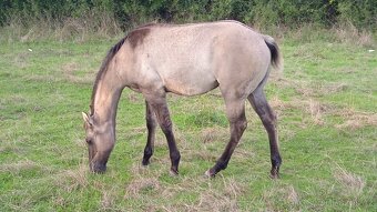 QH hřebeček grullo, homozygotní dun - 4