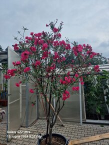 Oleandr plnokvětý - 4