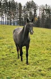 Appaloosa Klisnička 2022 - 4