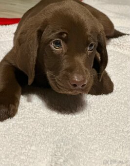 Štěňátka labradorského retrívra - 4
