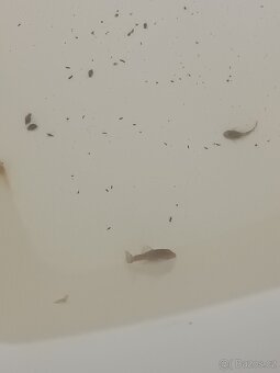 Ancitrus long fin(závojnatý) a krátkoocasé - 4