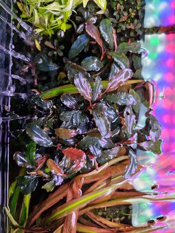 Bucephalandra Dark blue - 4