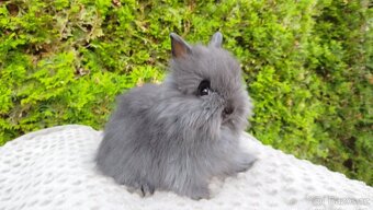 Zakrslý králík, králíček -(TEDDY)-OLAF,OLIVER,OLINA - 4