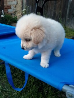 Pomeranian - 4