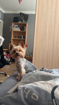 Yorkširský teriér s pp na krytí - 4