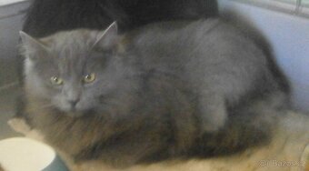 Hodný, klidnější, šedý dlouhosrstý 8měsíční Alex - 4