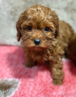 Cavapoo - 4