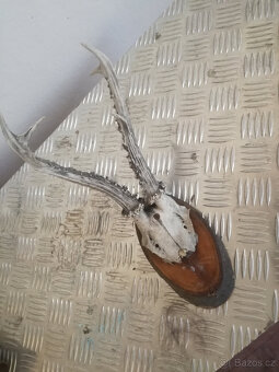 Paroží 3 - rohy, parohy - 4