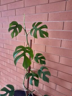 Monstera minima - 4