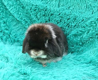 minilop - sameček - 4