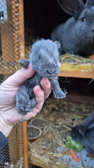 Králík do chovu /na maso - 4