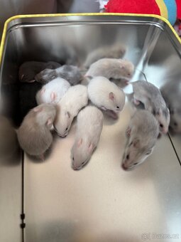 Syrský křeček - 4