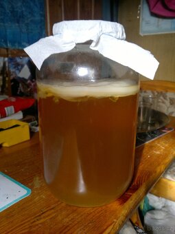Kombucha scoby - 4