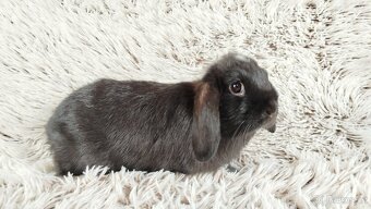 Zakrslý beránek, králíček, králík - ELLA - 4