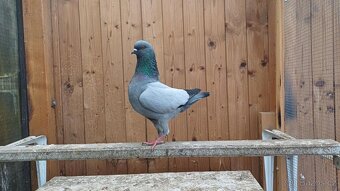 Holubi _ modenky - 4