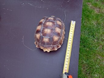 Želva ostruhata - 4