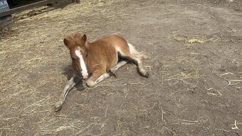 Kobylka s hříbětem - 4