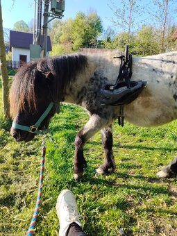 Prodám Shetlandskeho poníka s pp - 4