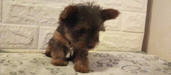 Jorkšírský teriér - 4