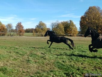 PRODÁME MLADOU LUXUSNÍ FRÍSKOU KLISNU.FRISKY KŮŇ FRIS - 4