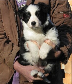 Štěňata border kolie s PP - již k odběru - 4
