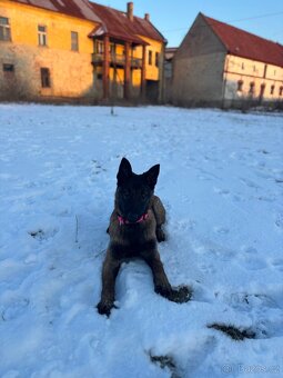 Belgický ovčák Malinois - 4