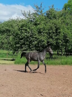 Welsh part bred, roční hřebeček 150 cm - 4