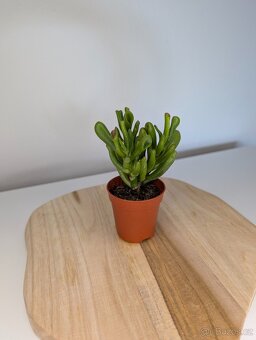 Tlustice Hobbit, Crassula ovata Hobbit - 4