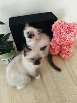 3 krásná koťátka plemene Ragdoll 🖤🐈 - 4