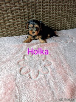 Jorkšírský teriér:-) - 4