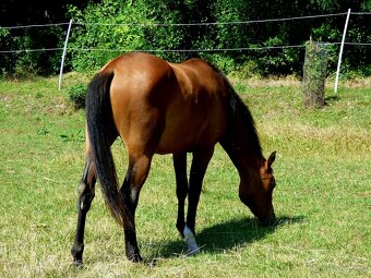 QH kobyla - 4