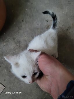 Koťata - 4