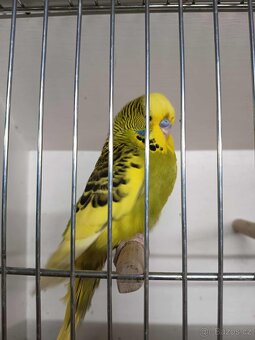 Andulky výstavní - samci - 4