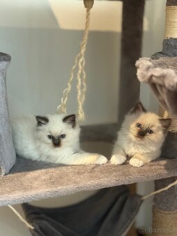 Ragdoll koťátka - 4
