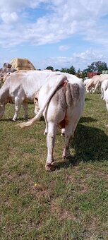 Plemenný býk Charolais - 4