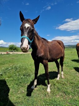 Roční hřebec appaloosa - 4
