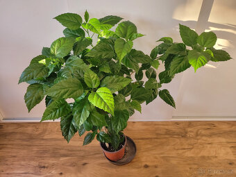 Ibišek pokojový (Hibiscus) - 4