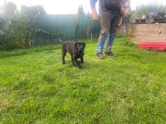 Štěňe Cane Corso - 4