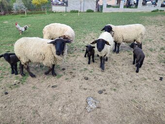 Suffolk x Texel - 4