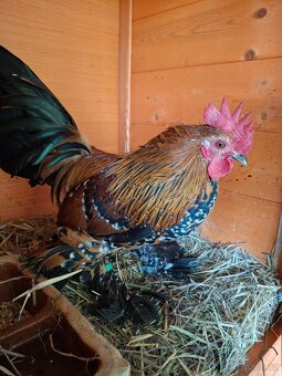 Prodám letošní kohouty zakrslé rousné porcelánové - 4