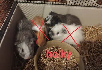 morče, morčátko - 4