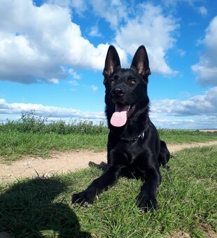 Německý ovčák - 4