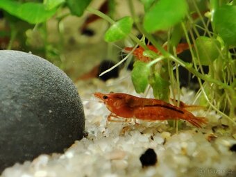Krevetky Neocaridina d. - Red Sakura - SLEVA - 4