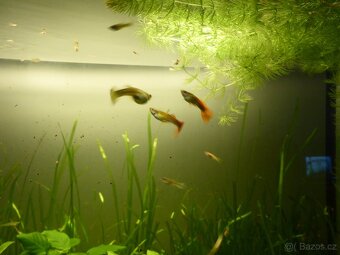 Akvarijni rostlinky - Vallisneria... - 4