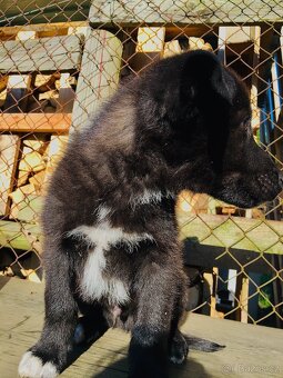 🐶Border Kolie chlapeček 🐶 - 4
