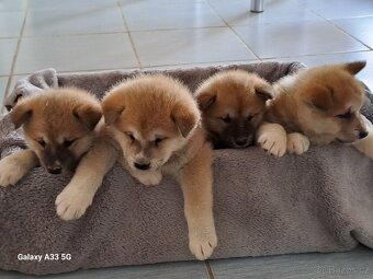 Akita Inu - 4