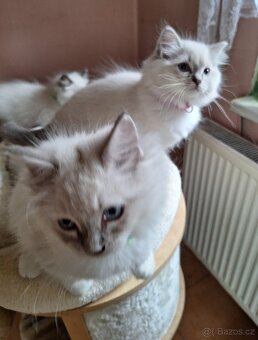 Nádherné koťátka Ragdoll s pp - 4