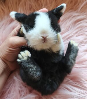 Krásní, vymazlení minilop králičci - 4